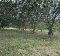 KHÁNH HOÀ 150 TRIỆU CÓ NGAY MẢNH VƯỜN 500 MÉT