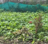 BÁN ĐẤT DƯƠNG QUANG GIA LÂM DT 45M2 GẦN Ô TÔ TRƯỜNG HỌC CÁC CẤP PHÂN KHÚC HỮU HẠN NHỈNH 2 TỶ