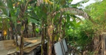 Bán đất Vườn Lài P.AN PHÚ ĐÔNG quận 12, nở hậu, Đường 2m, giá giảm còn 6 tỷ