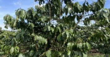 Sở Hữu Ngay Lô Đất Đẹp  Tại Thôn 13 Xã Lộc Ngãi, Huyện Bảo Lâm, Lâm Đồng
