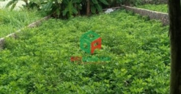 Bán đất đấu giá Trung Oai Tiên Dương Đông Anh