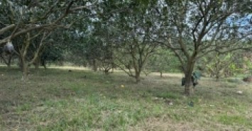 KHÁNH HOÀ 150 TRIỆU CÓ NGAY MẢNH VƯỜN 500 MÉT